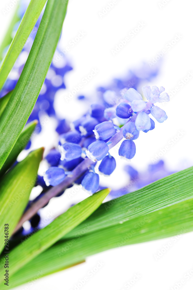 Fototapeta premium blue hyacinths