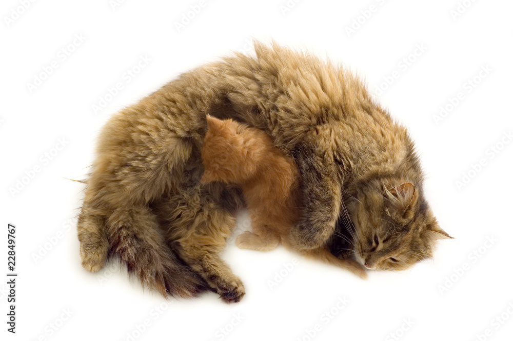 Obraz premium cat feeds red kitten