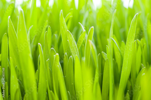 Closeup of the green grass
