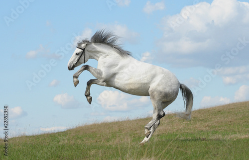 Grey horse playing on grass