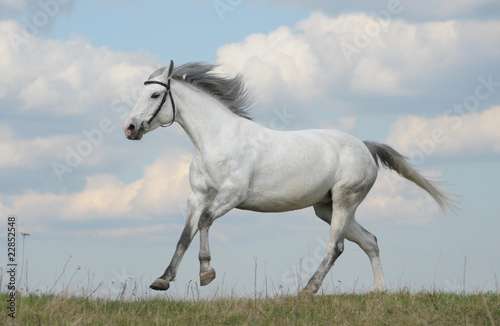 Grey horse running gallop
