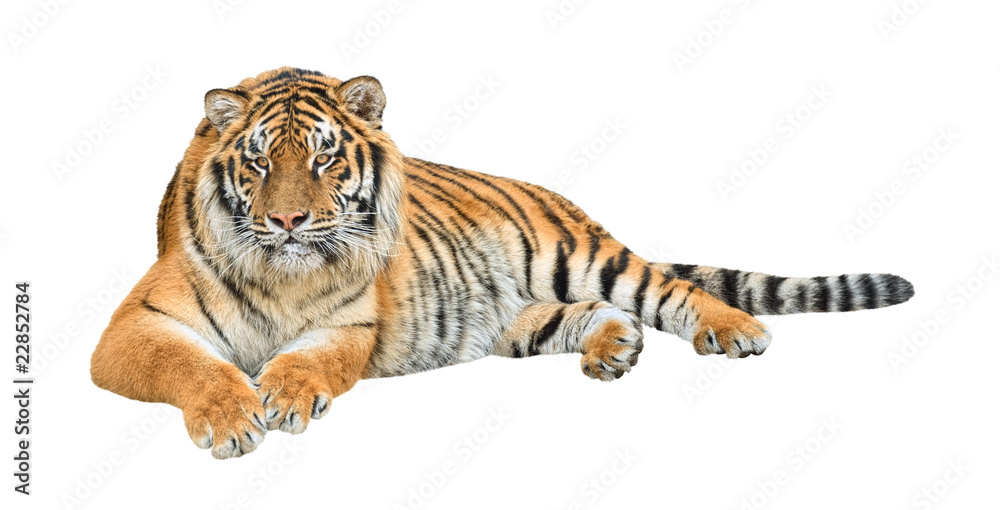 Siberian tiger (Panthera tigris altaica) cutout
