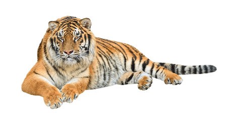 Siberian tiger (Panthera tigris altaica) cutout