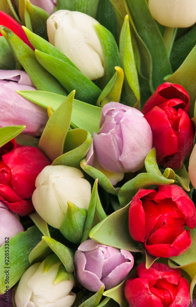 tulips tulips