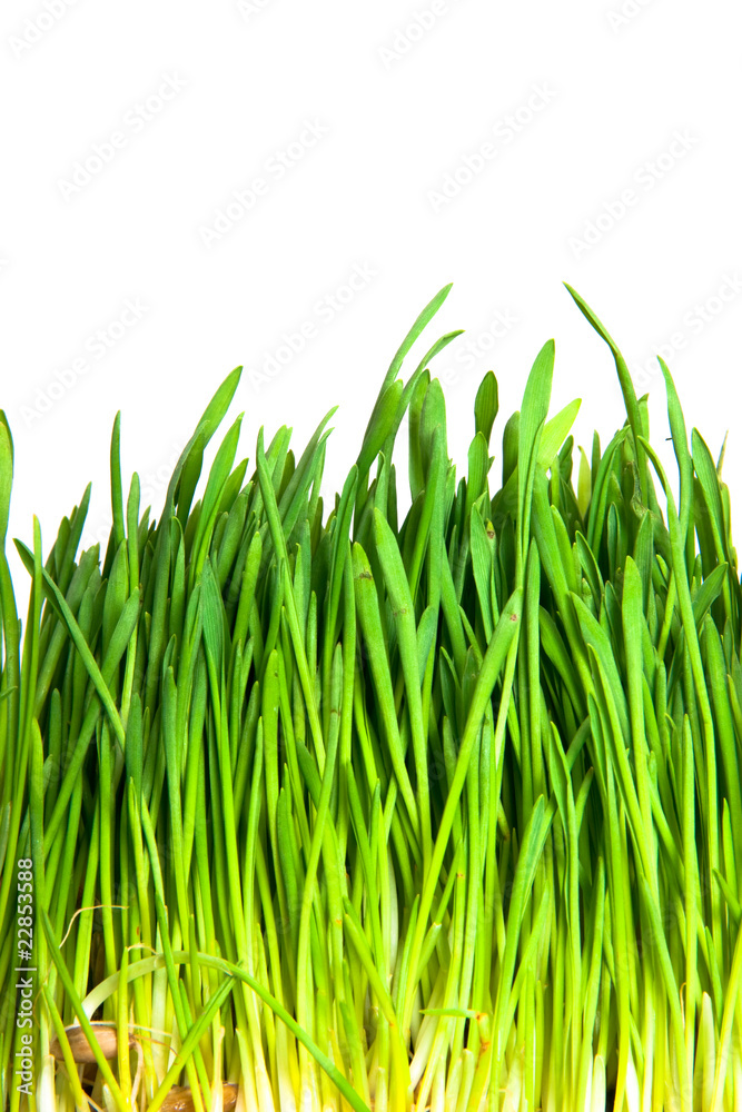 Fototapeta premium green grass