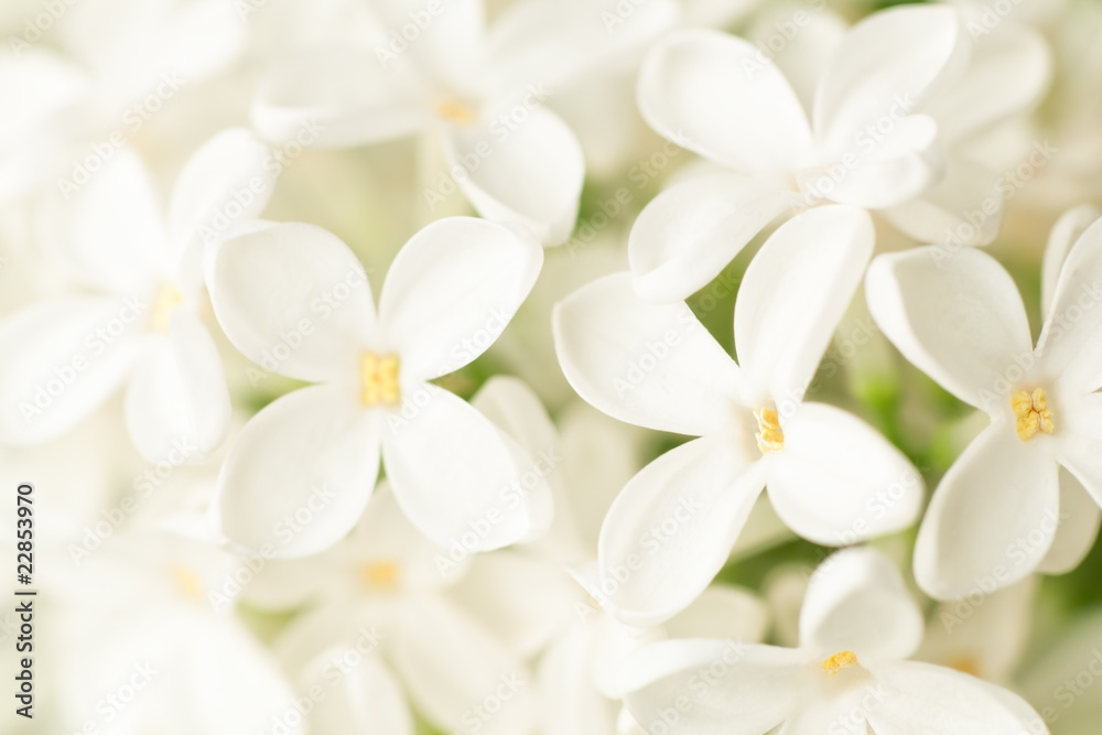 White lilac close-up