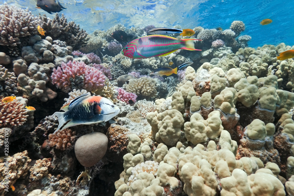 Coral scene on the reef