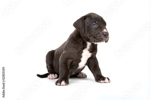 cute great dane puppy isolated on white background