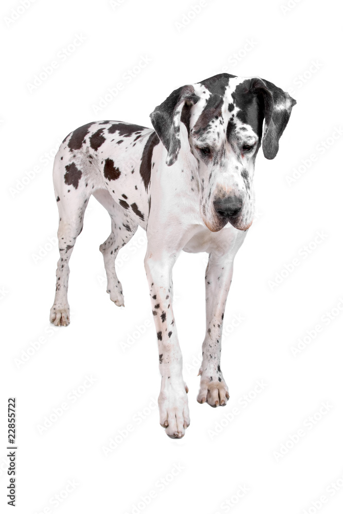 front view of a harlequin great dane dog