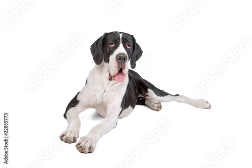 beautiful great dane dog isolated on a white background
