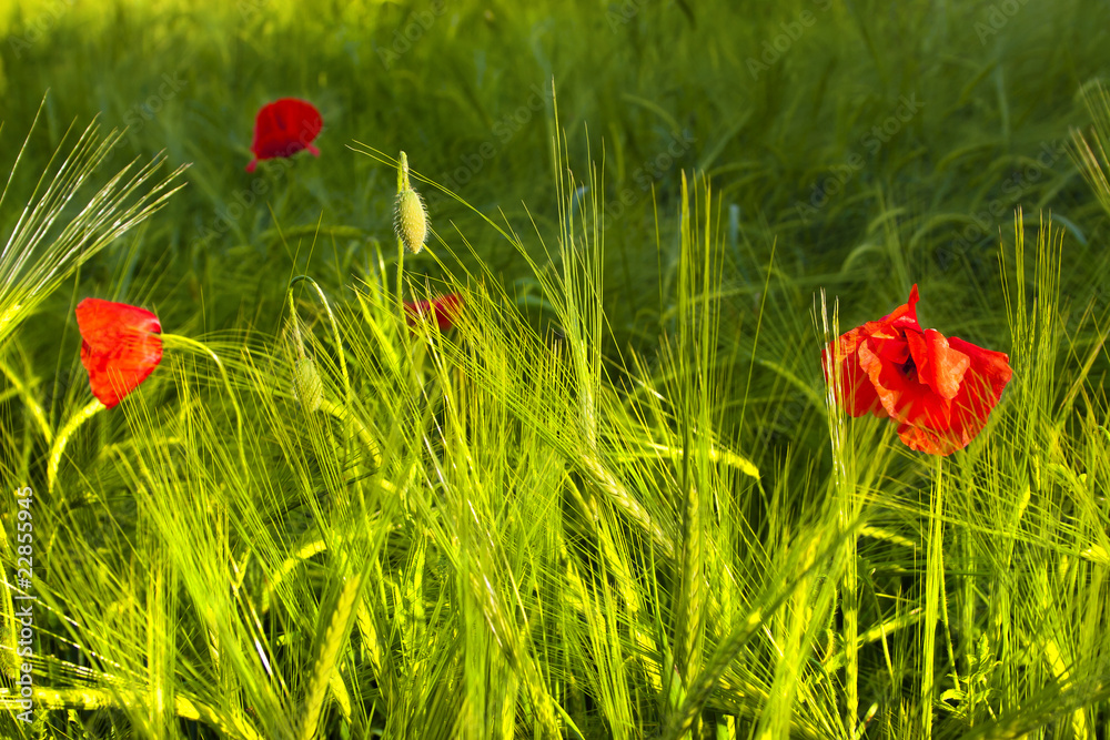 Fototapeta premium Green filed with poppies