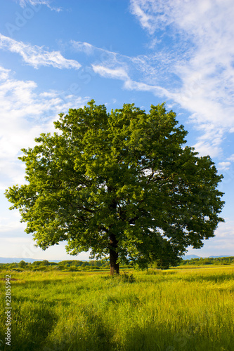 Solitary oak tree