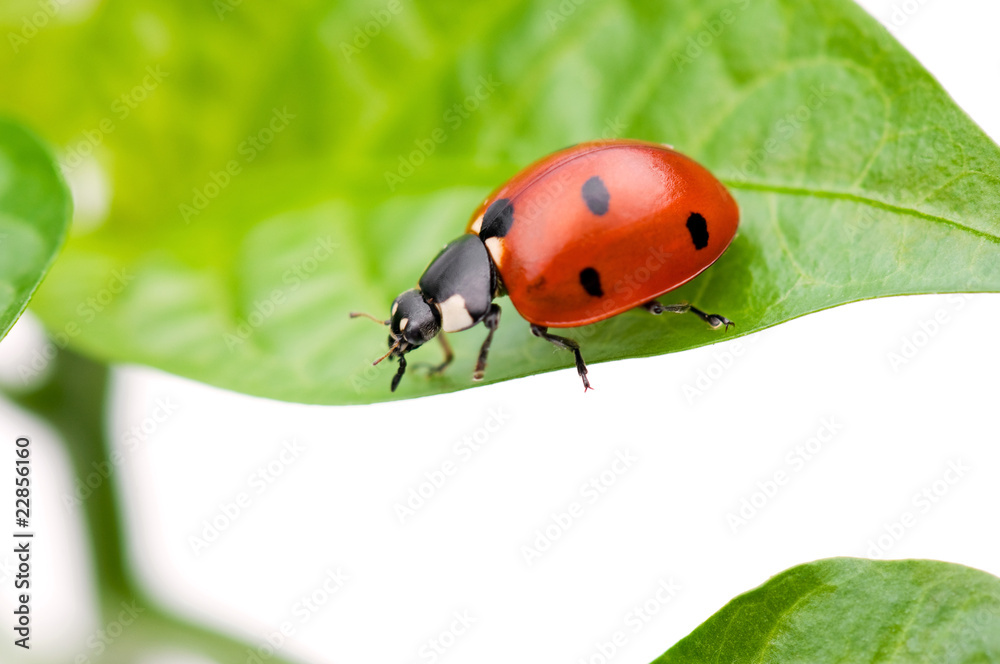 Fototapeta premium Ladybird