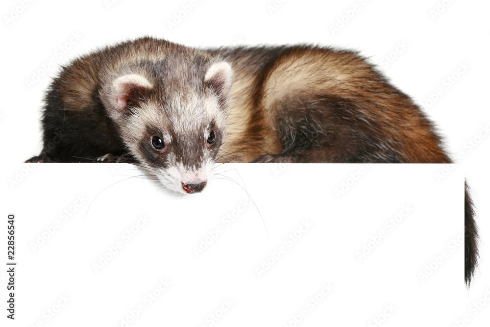 Ferret (Mustela putorius furo) on white background Ferret (Mustela putorius furo) on white background