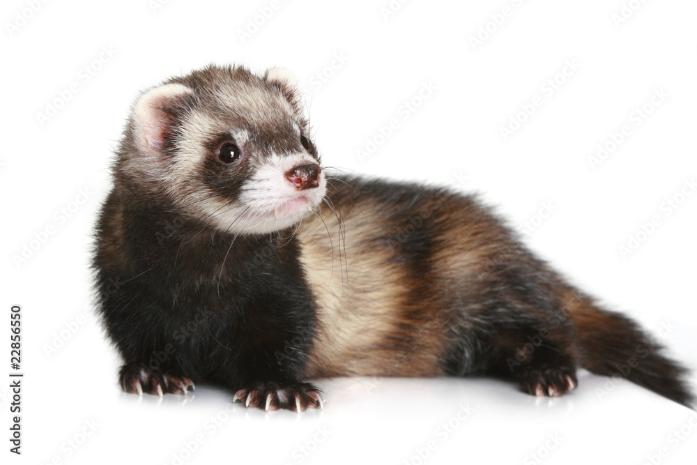 Ferret (Mustela putorius furo) on white background Ferret (Mustela putorius furo) on white background
