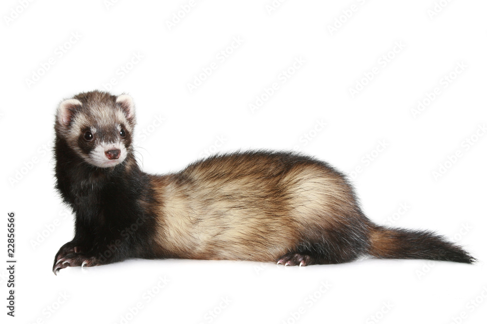 Ferret (Mustela putorius furo) on white background Ferret (Mustela putorius furo) on white background