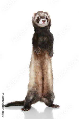 Ferret (Mustela putorius furo) on white background