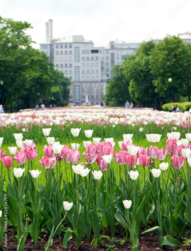 Beautiful red and white tulips in Moscow