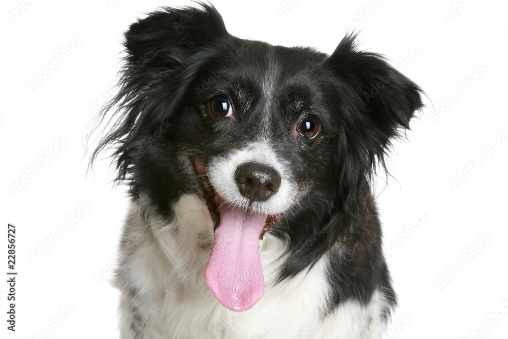 Portrait of a charming black & white smiling dog