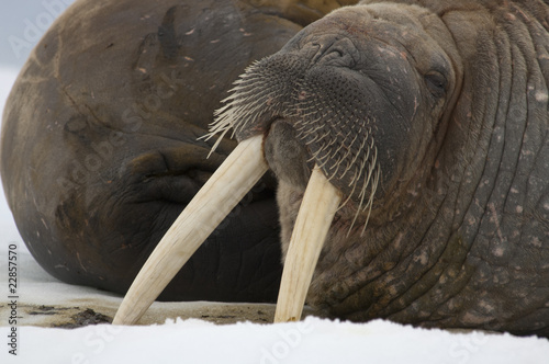 Walrus - Arctic