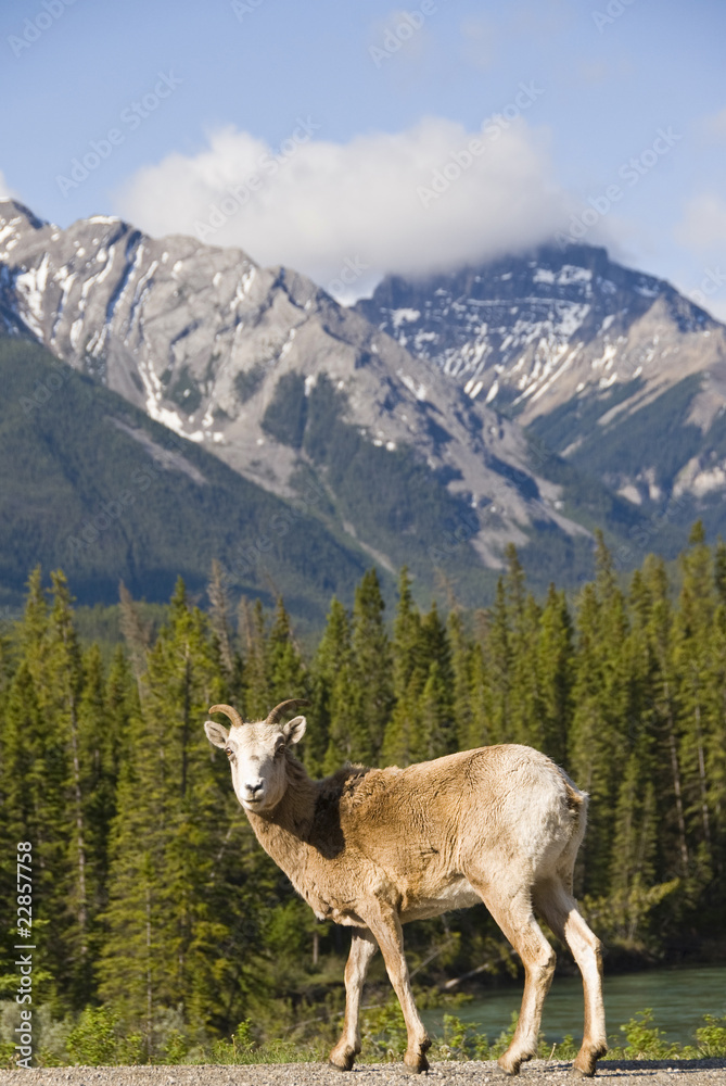 Bighorn sheep in the Canadian Rockies
