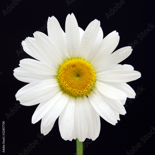 marguerite commune leucanthemum vulgare