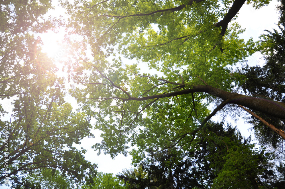 Obraz premium Sun Rays in Treetops