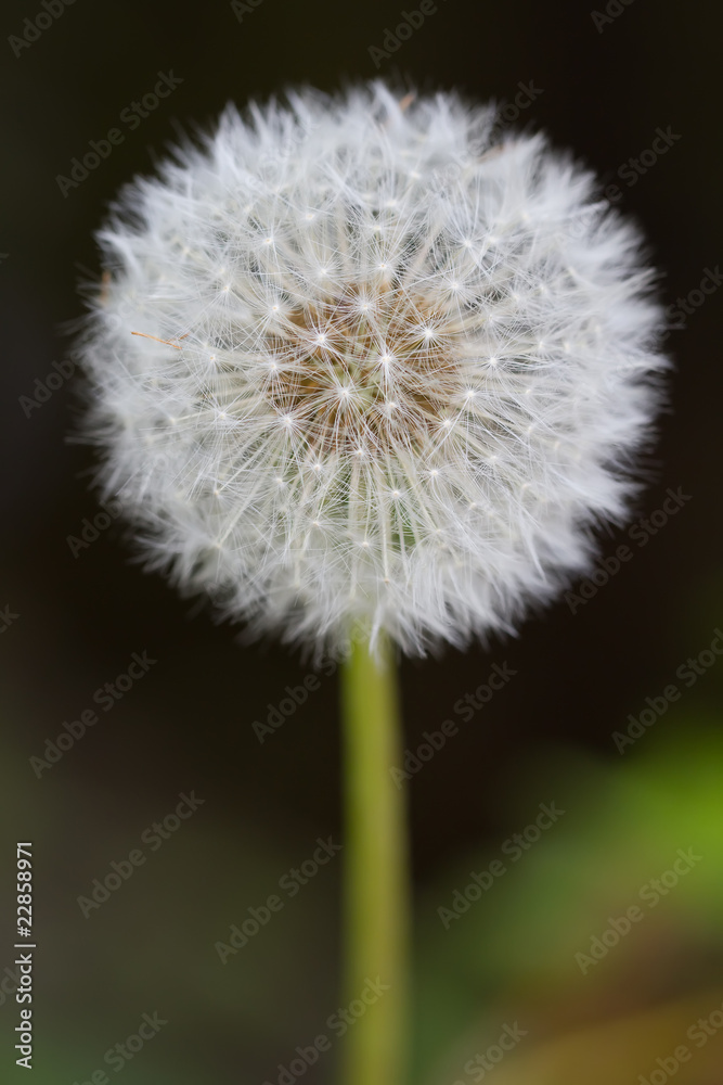 Pusteblume (Löwenzahn)