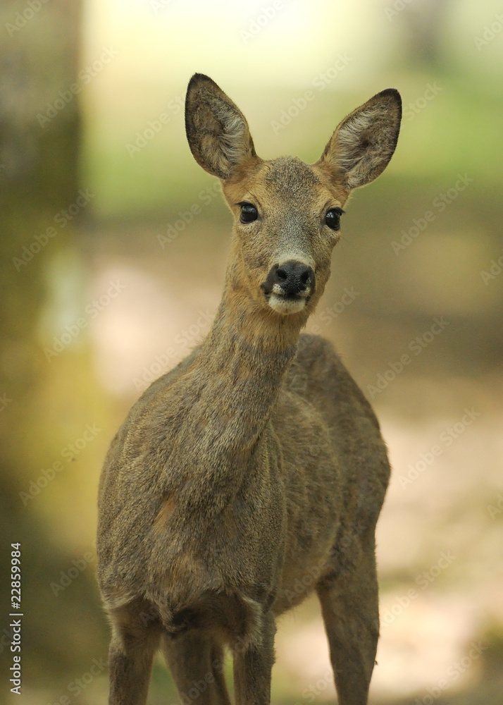 Fototapeta premium portrait