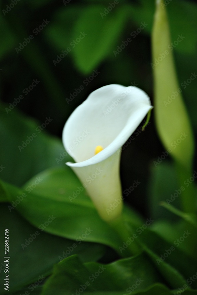 Obraz premium カラー