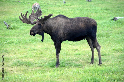 moose on grass, Alaska