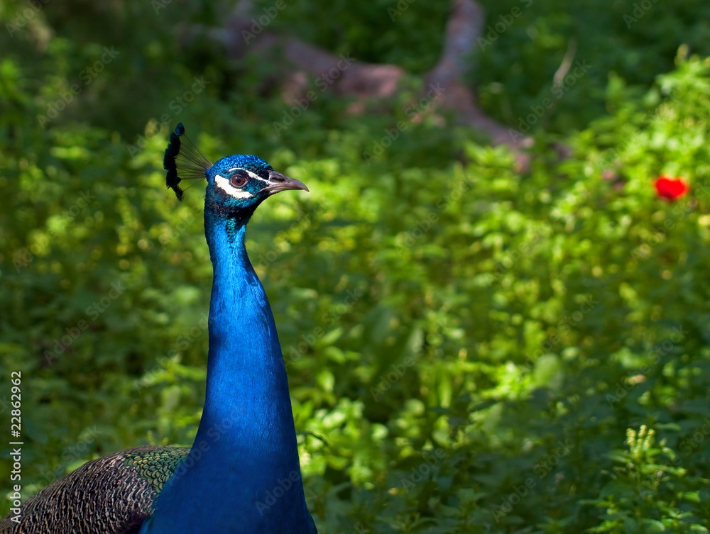 Obraz premium Peacock.