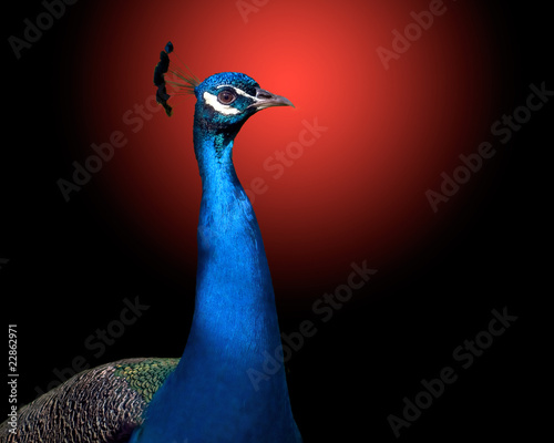 Canvas Print The peacock on red black background.