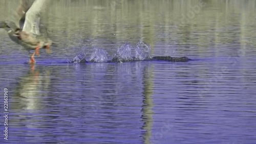 wild duck flying over the lake