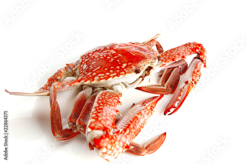 single crab