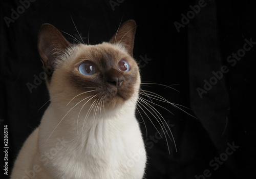 Schilderij op canvas TONKINESE.