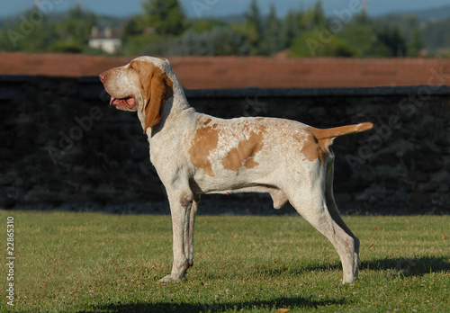 BRACCO ITALIANO