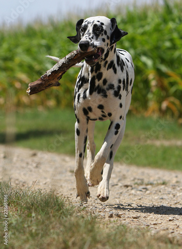 dalmatien portant un bout de bois dans la gueule