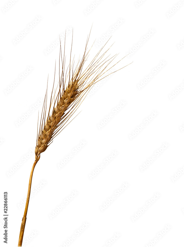 Wheat isolated on white background Wheat isolated on white background