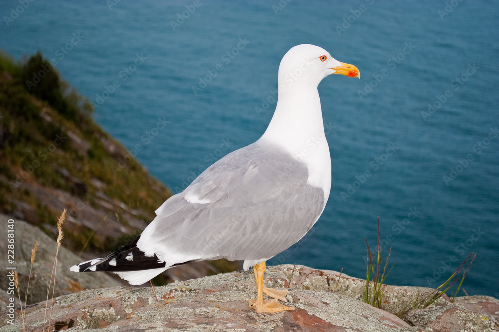 seagull ready to flight seagull ready to flight