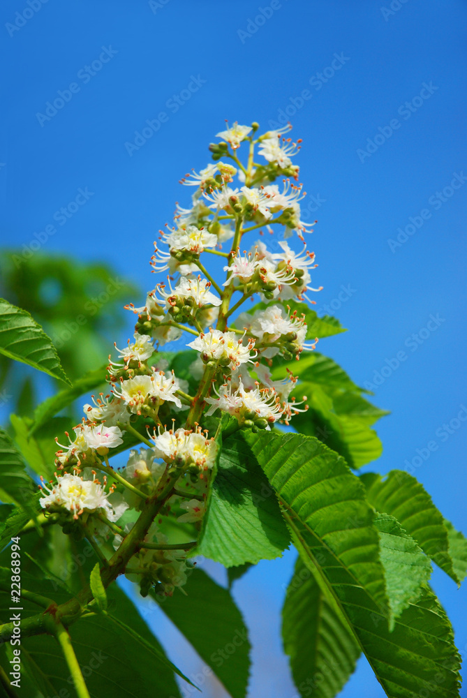 chestnut tree in spring chestnut tree in spring