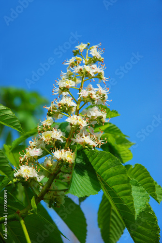 chestnut tree in spring