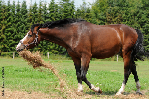 Pferd mit Futter