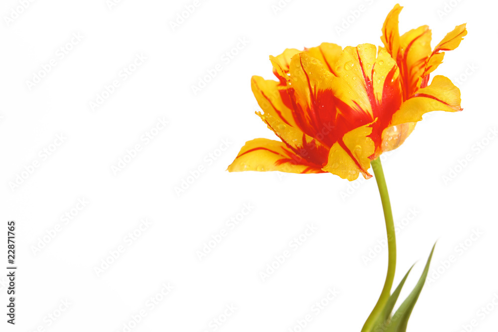 blumenhintergrund-tulpe
