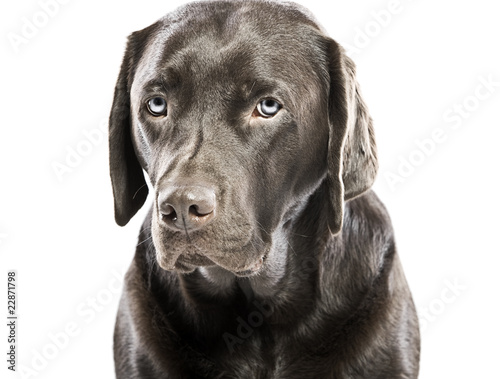 Sad Looking Labrador with Blue Eyes