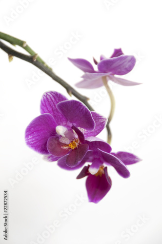 Orchid