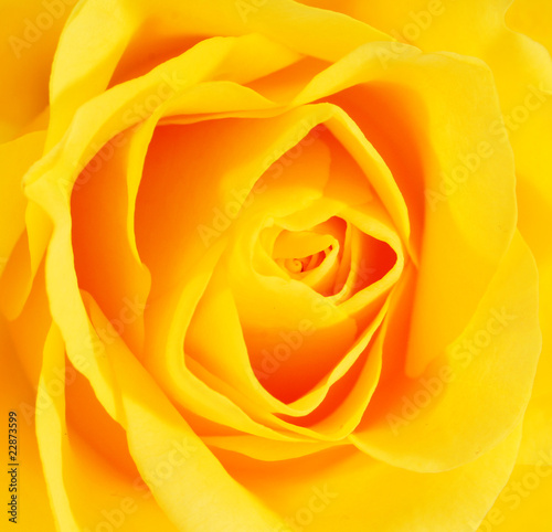 gelbe rose  1