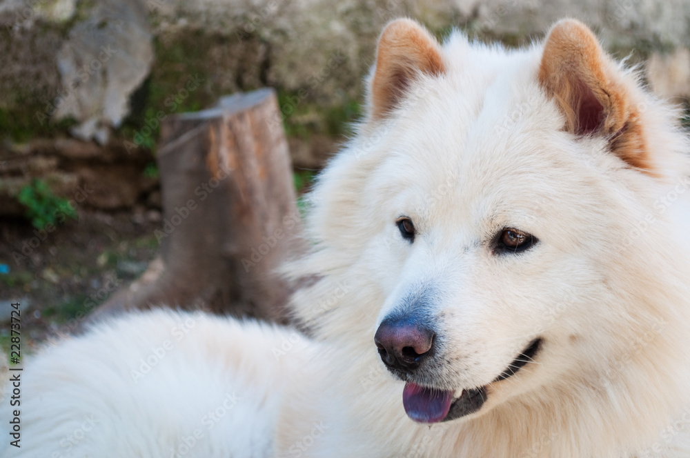 Obraz premium Samoyed dog