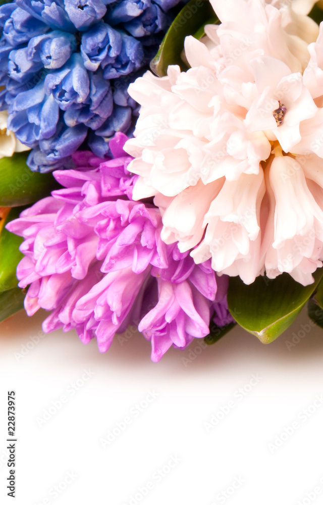 Fototapeta premium hyacinth