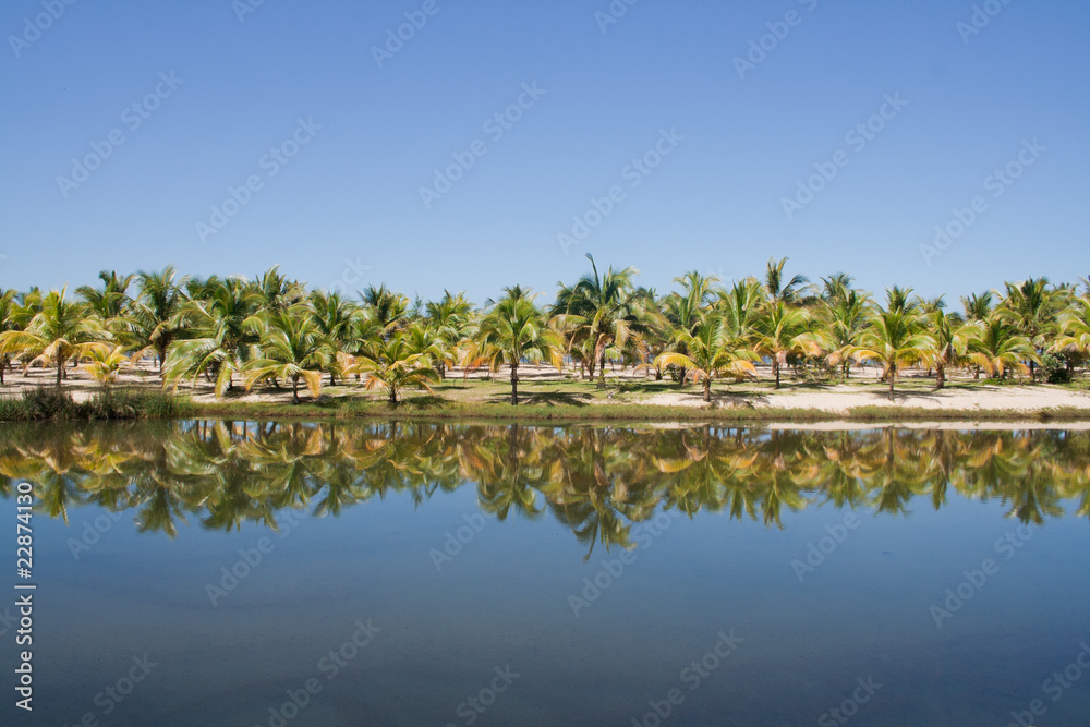 Fototapeta premium Palm grove